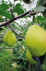 天津市蓟州区罗庄子镇红香酥梨下树 3000余亩梨树产量为近十年高峰 - 农业厅