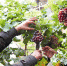 天津滨海新区古林街晟意德蔬菜种植合作社大棚试种葡萄获得成功 - 农业厅