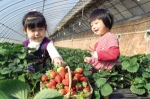 天津市东丽区华明复垦农业园 7种口味草莓同时上市 - 农业厅
