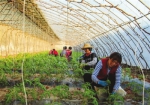 天津市武清区梅厂镇积极发展观光农业收到较好成效 - 农业厅