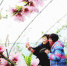 天津市西青区杨柳青镇宏宇采摘基地千余棵桃树鲜花盛开 春意盎然 - 农业厅