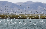天津蓟州造林10万亩 环境提升鸟类常来 - 农业厅