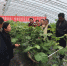 塘沽农广校组织特色种植业学习考察培训班 - 农业厅