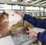 天津市引入奶牛新品种 - 农业厅