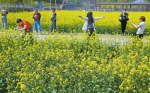 油菜花开 引游客来 - 农业厅