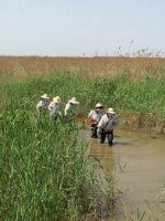 天津市植保植检站深入宁河区督导夏蝗查治工作 - 农业厅