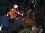 黄牛失足坠洞被困24小时 贵州大方警民合力紧急施救 - 消防网