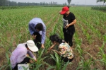 天津市植保植检站督查当前玉米重大病虫发生情况 - 农业厅