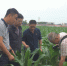 天津市植保植检站到武清区开展玉米病虫害统防统治推动督导工作 - 农业厅
