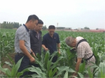 天津市植保植检站到武清区开展玉米病虫害统防统治推动督导工作 - 农业厅