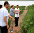 天津市种植业发展服务中心王祥明副主任检查外来入侵植物黄顶菊防治情况 - 农业厅