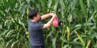 天津市蓟州区良种繁殖场悬挂玉米展示田展牌 加快玉米新品种推广 - 农业厅