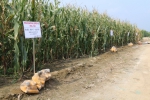 市土肥站开展可降解包膜材料缓控释肥料试验示范项目春玉米基地考种调查工作 - 农业厅