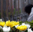 4月5日，上海周边墓区迎来扫墓大客流。随着民众观念的不断改变，文明祭扫已成常态。<a target='_blank' href='http://www.chinanews.com/'>中新社</a>发 汤彦俊 摄 - 消防网