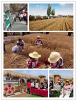 “麦子熟了 开镰啦”——天津市举办巾帼兴粮节粮主题活动 - 妇联