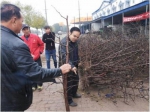 华北地区规模最大技术最高智能温室冬枣科技园区完成栽植 - 农业厅