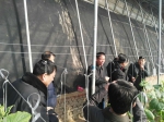市农业局屈局长带队检查我区放心菜基地质量安全 - 农业厅