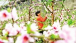 天津市西青区杨柳青镇宏宇采摘基地千余棵桃树鲜花盛开 春意盎然 - 农业厅
