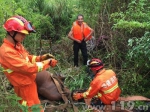 老牛跌入水潭福建警民合力施救 - 消防网